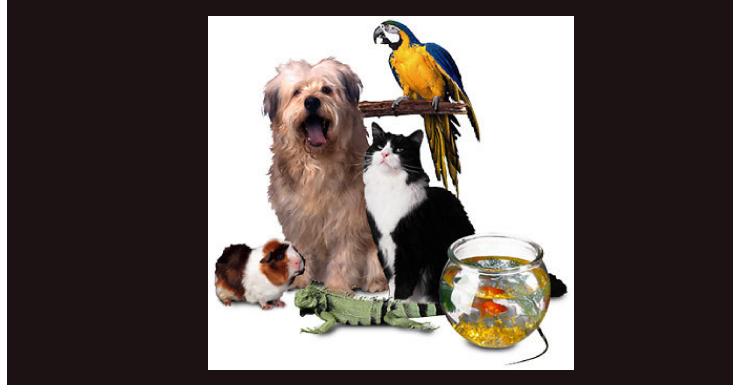 animals