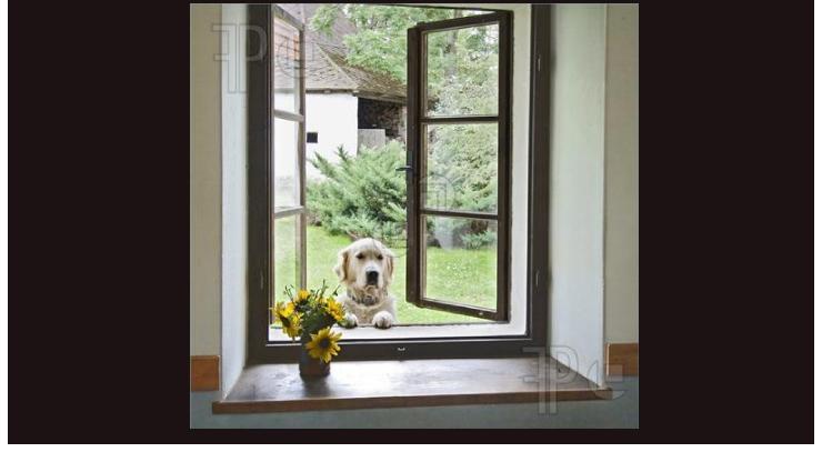 DogWindow12703571